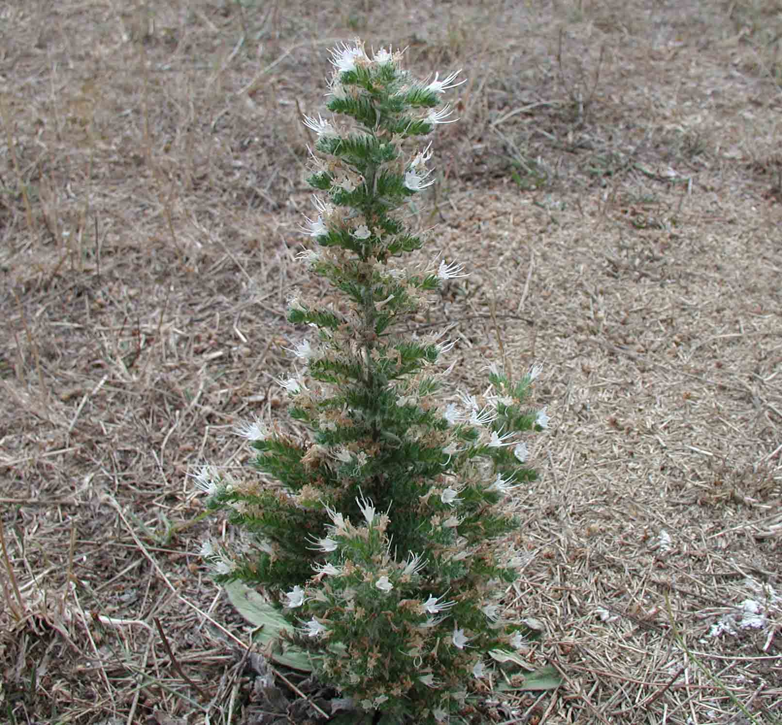 Echium italicum / Viperina maggiore siciliana